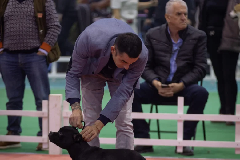 Staffordshire Bull Terrier