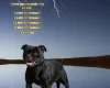 Staffordshire Bull Terrier