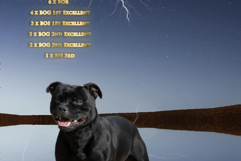 Staffordshire Bull Terrier