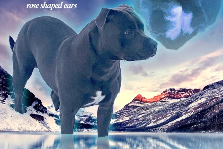 Staffordshire Bull Terrier