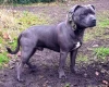 Staffordshire Bull Terrier