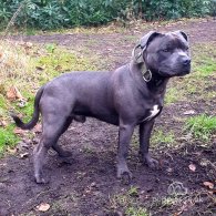 Staffordshire Bull Terrier