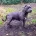Staffordshire Bull Terrier