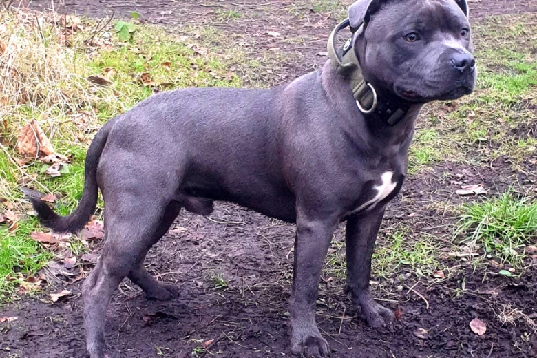 Staffordshire Bull Terrier