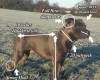 Staffordshire Bull Terrier