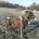 Staffordshire Bull Terrier