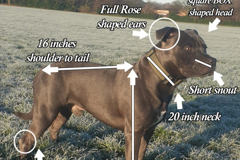 Staffordshire Bull Terrier