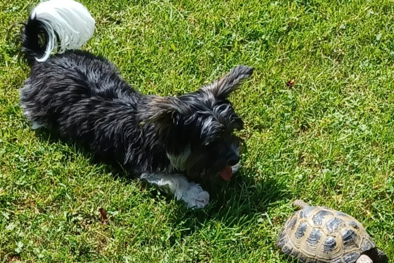 Yorkshire Terrier