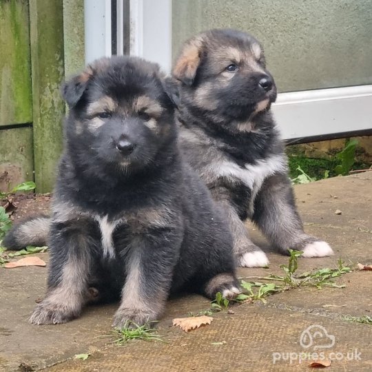 Alaskan Malamute - Both