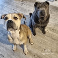 American Bulldog - Both