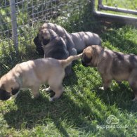 Anatolian Shepherd Dog - Both