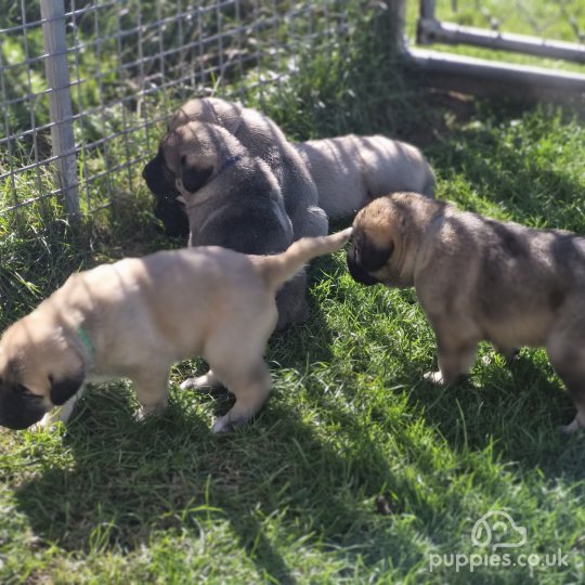 Anatolian Shepherd Dog - Both