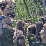 Anatolian Shepherd Dog - Both