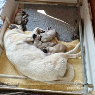 Anatolian Shepherd Dog - Both