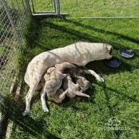 Anatolian Shepherd Dog - Both