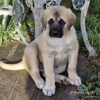 Anatolian Shepherd Dog - Both