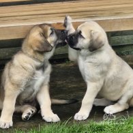 Anatolian Shepherd Dog - Both