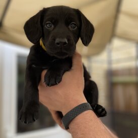 Australian Kelpie - Both