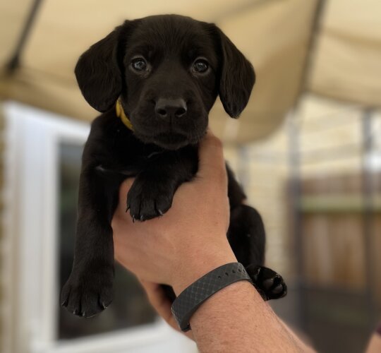 Australian Kelpie