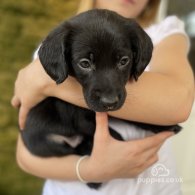 Australian Kelpie - Both