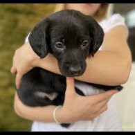 Australian Kelpie - Both