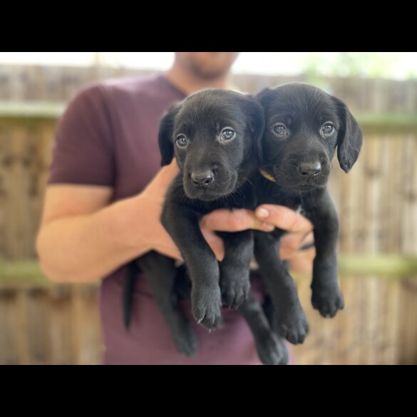 Australian Kelpie - Both