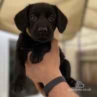 Australian Kelpie - Both