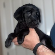 Australian Kelpie - Both