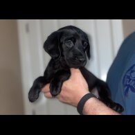 Australian Kelpie - Both