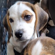 Beagle - Both