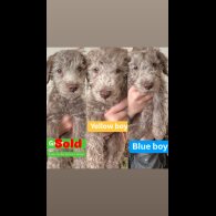 Bedlington Terrier - Dogs