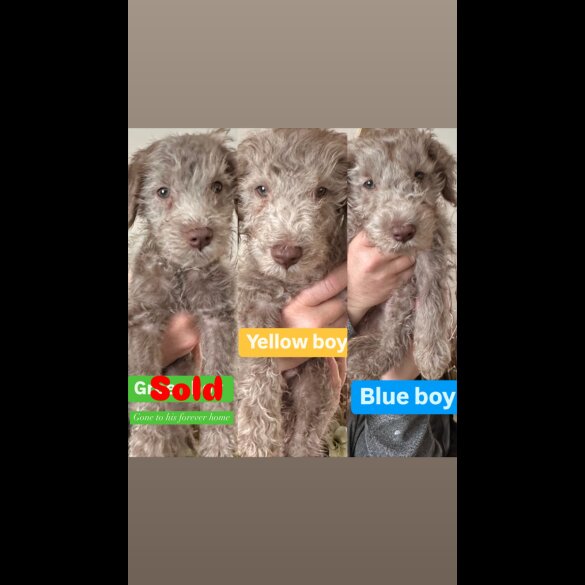 Bedlington Terrier - Dogs