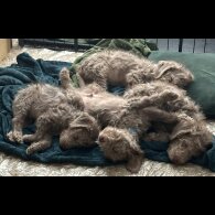 Bedlington Terrier - Dogs