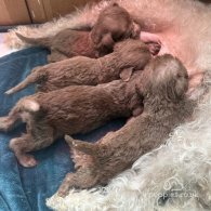 Bedlington Terrier - Dogs