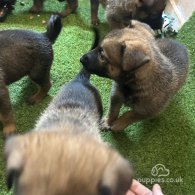 Belgian Shepherd Dog (Tervuren) - Both