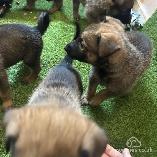 Belgian Shepherd Dog (Tervuren) - Both