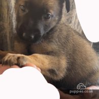 Belgian Shepherd Dog (Tervuren) - Both