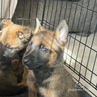 Belgian Shepherd Dog (Tervuren) - Both