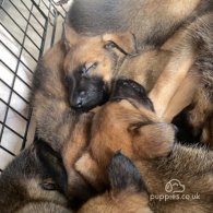 Belgian Shepherd Dog (Tervuren) - Both