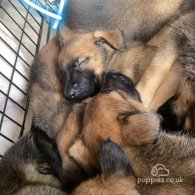 Belgian Shepherd Dog (Tervuren) - Both