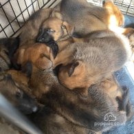 Belgian Shepherd Dog (Tervuren) - Both