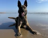 Belgian Shepherd Dog (Tervuren)