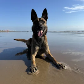 Belgian Shepherd Dog (Tervuren)