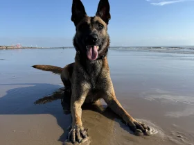 Belgian Shepherd Dog (Tervuren)