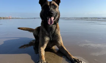 Belgian Shepherd Dog (Tervuren)