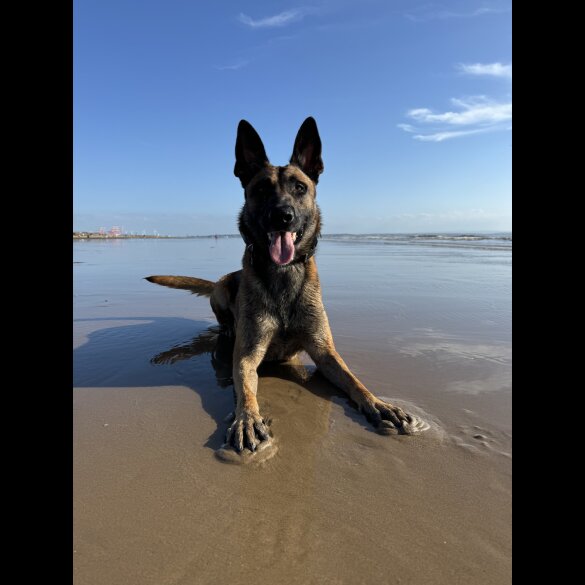 Belgian Shepherd Dog (Tervuren)