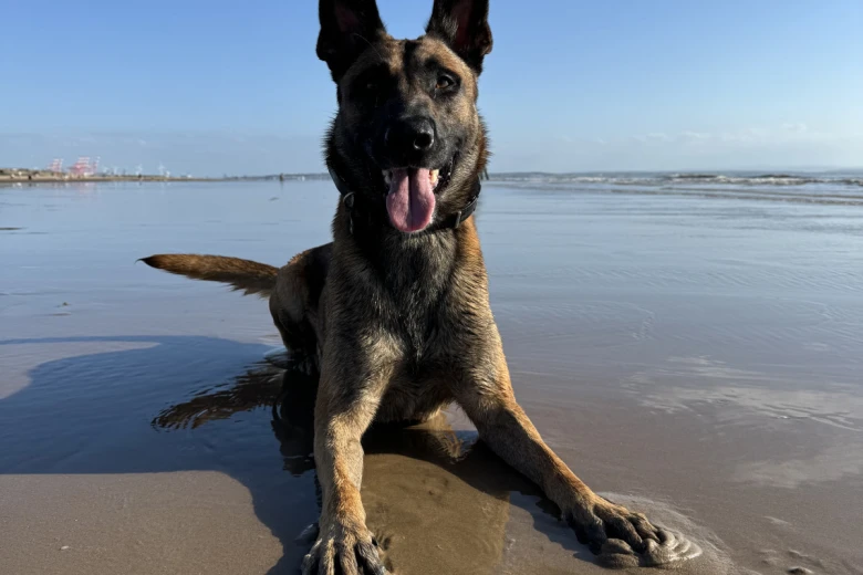 Belgian Shepherd Dog (Tervuren)