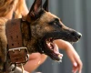 Belgian Shepherd Dog (Tervuren)