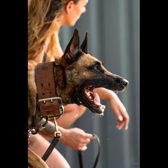 Belgian Shepherd Dog (Tervuren)