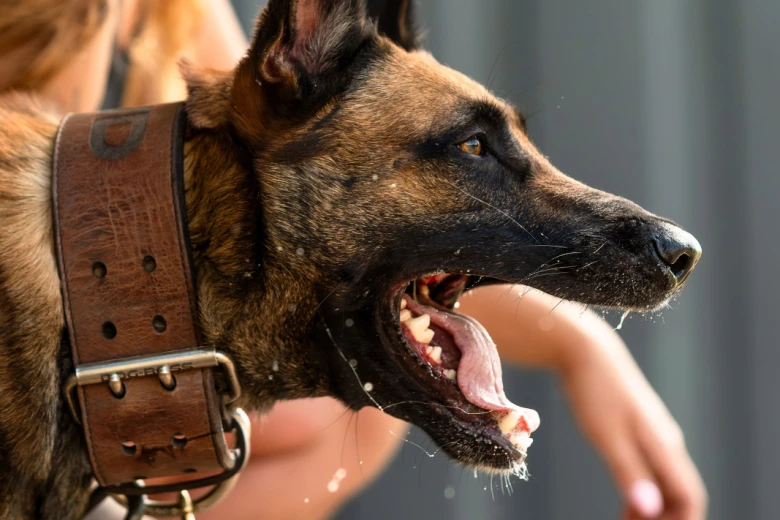 Belgian Shepherd Dog (Tervuren)